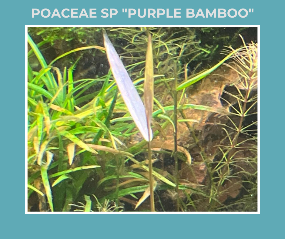 Poaceae Sp "Purple Bamboo"