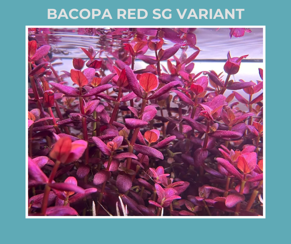 Bacopa Red SG Variant