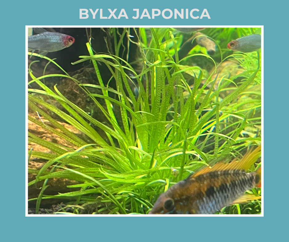 Bylxa Japonica