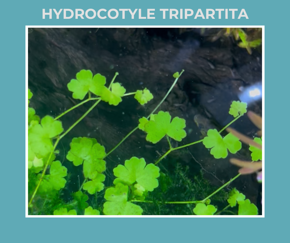 Hydrocotyle Tripartita