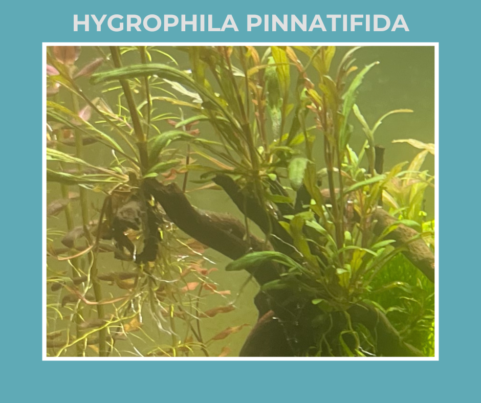 Hygrophila Pinnatifida