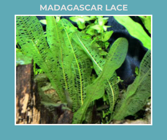 Madagascar Lace