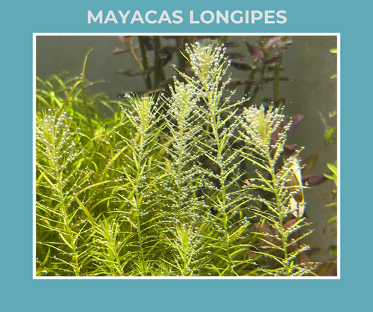 Mayacas Longipes