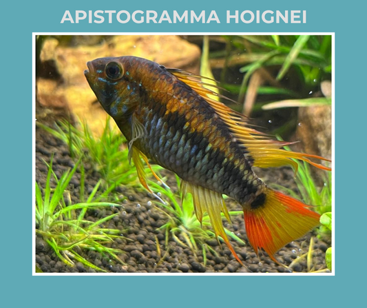 Apistogramma Hoignei