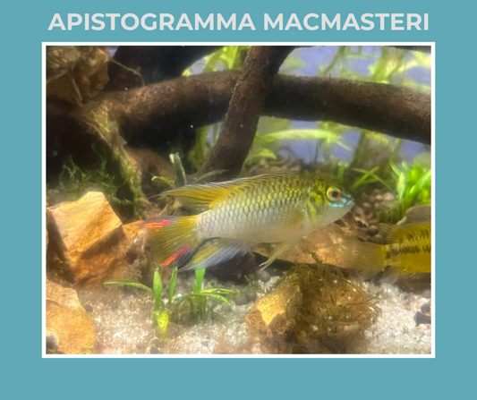 Apistogramma Macmasteri