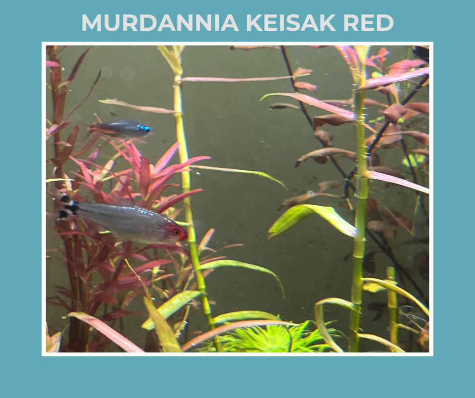 Murdannia Keisak Red