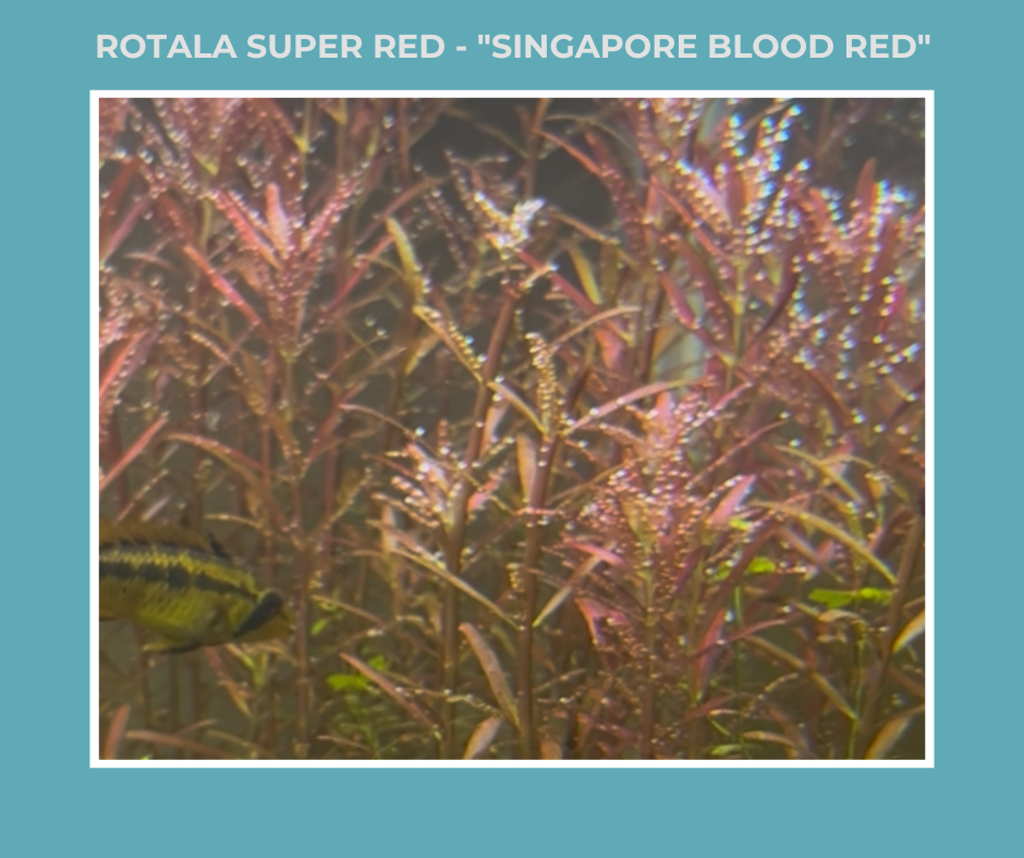 Rotala Super Red - "Singapore Blood Red"