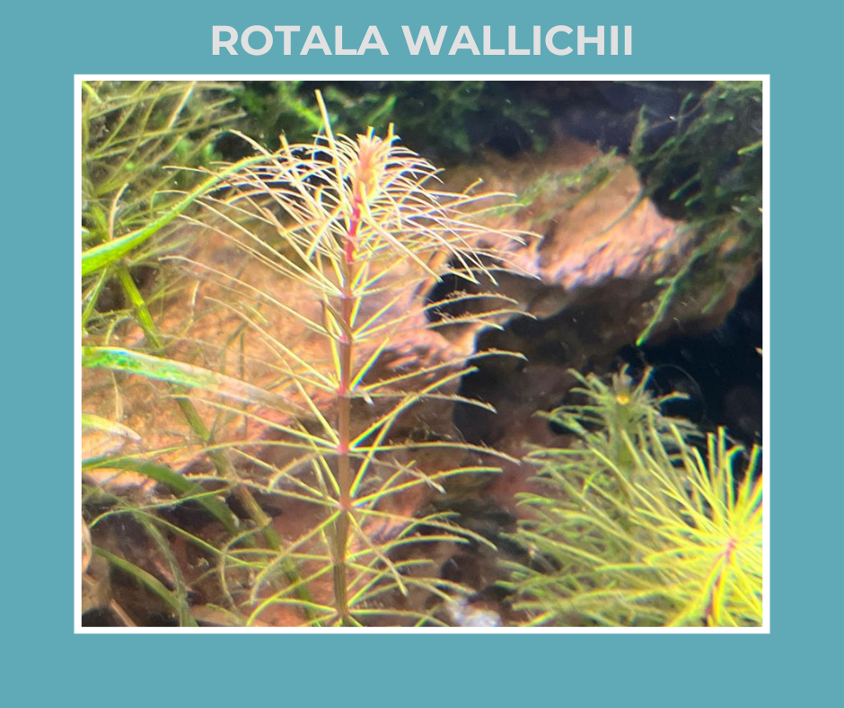 Rotala Wallichii