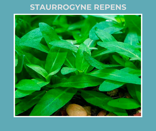 Staurrogyne Repens