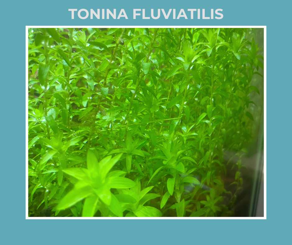 Tonina Fluviatilis